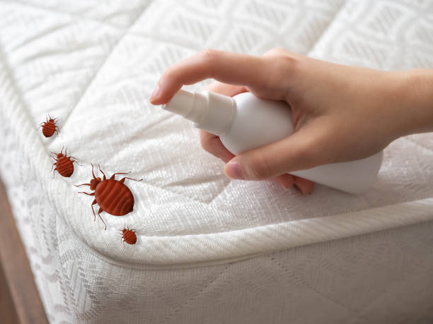 Best Flea Control Services  in Due West, SC